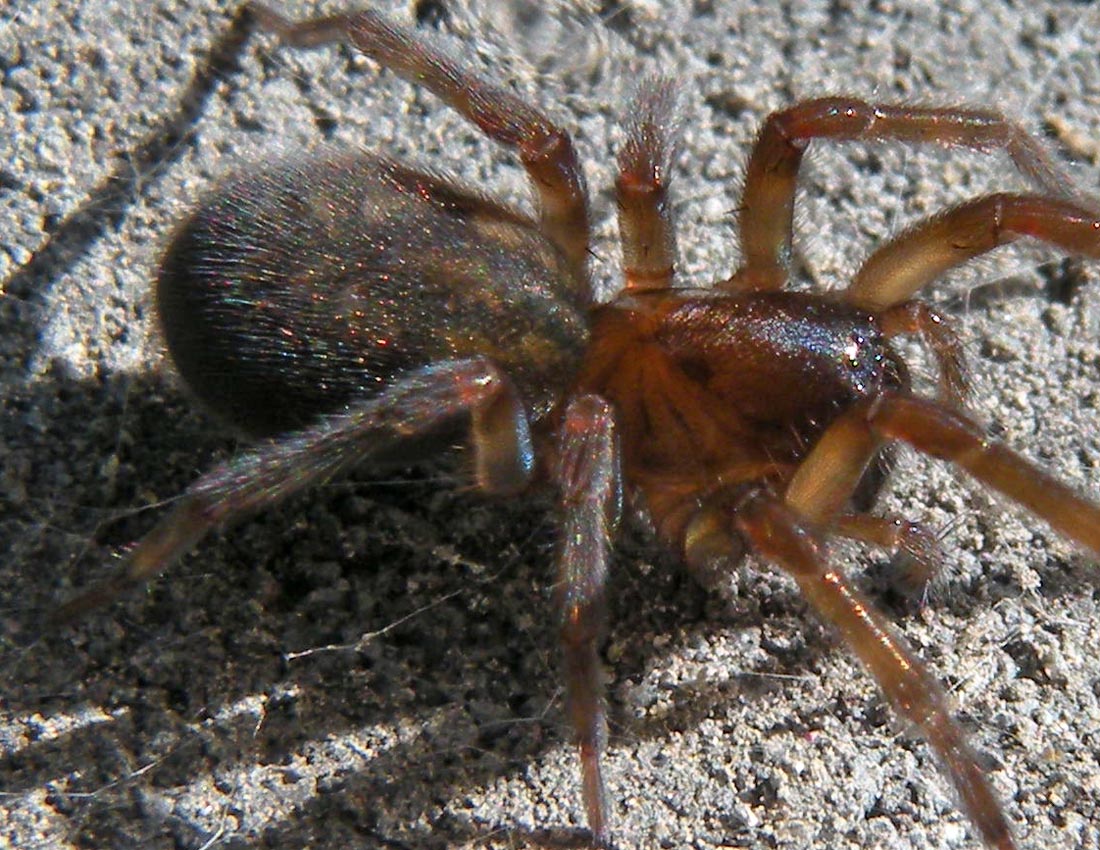 Amaurobius ferox -  Bath, Gran Bretagna